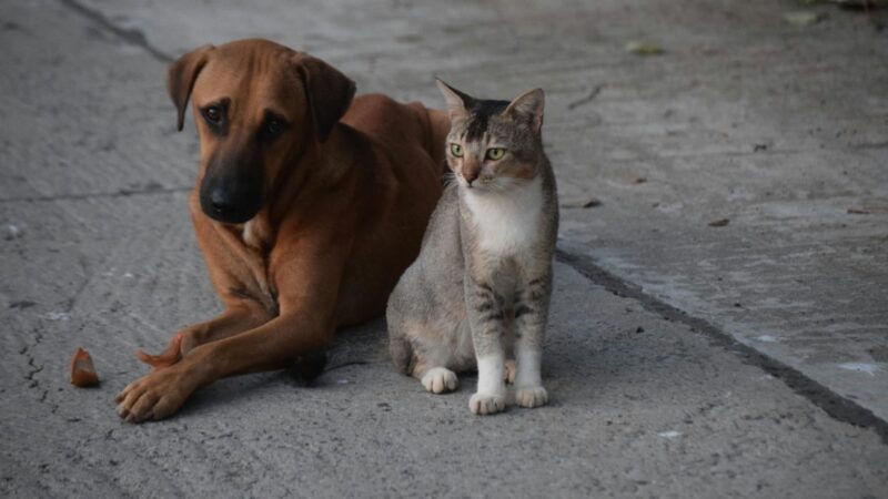 Programa mensal de castração gratuita do GDF beneficiará 720 animais em fevereiro