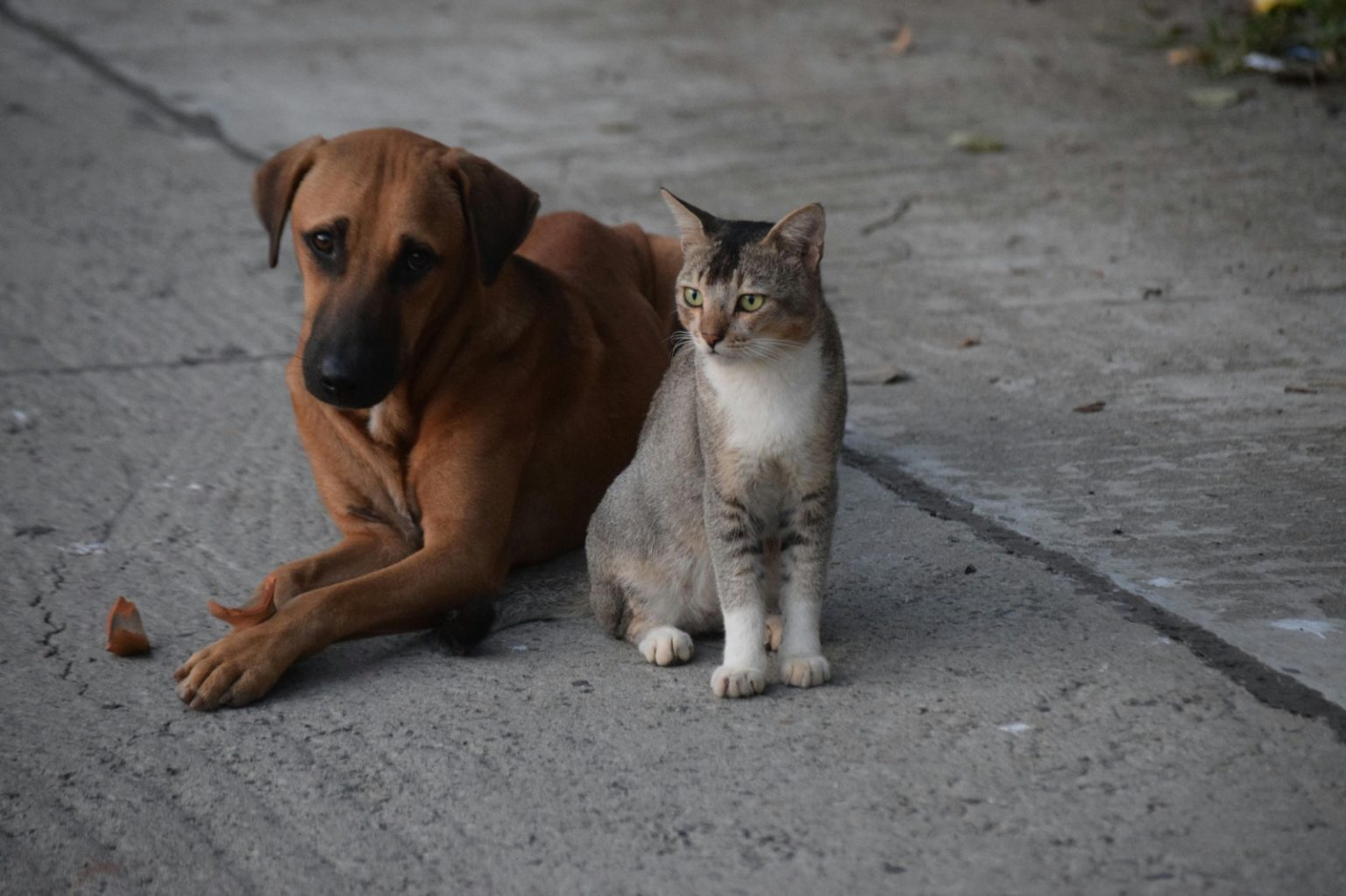 Programa mensal de castração gratuita do GDF beneficiará 720 animais em fevereiro