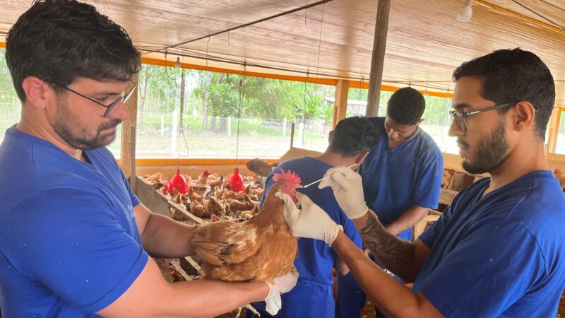 DF mantém status sanitário e está livre de influenza aviária e Doença de Newcastle