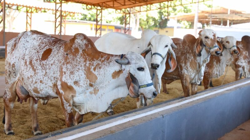 Primeiros animais chegam à Expoabra 2025 e passam por adaptação para a feira