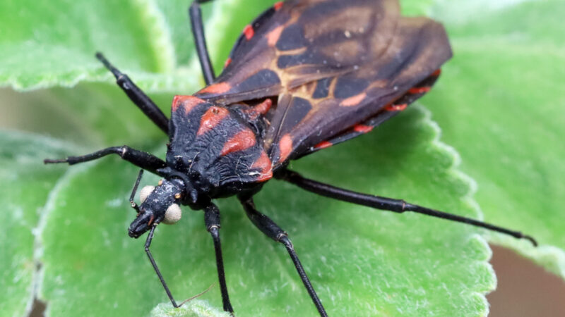 Doença de Chagas: Vigilância Ambiental do DF orienta sobre o que fazer ao encontrar um barbeiro