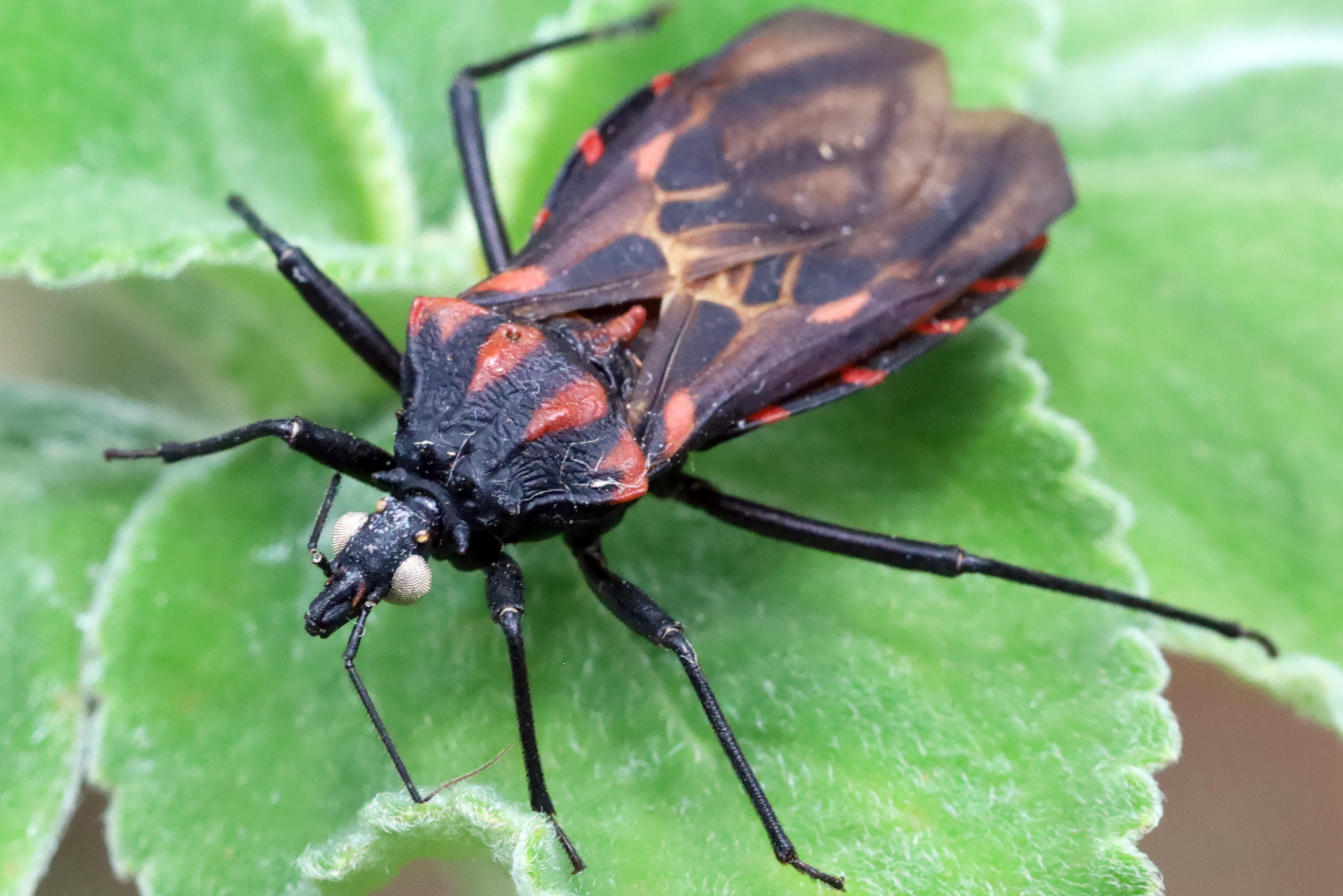 Doença de Chagas: Vigilância Ambiental do DF orienta sobre o que fazer ao encontrar um barbeiro